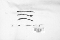 Lophodermium pinastri image